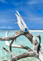 SS Thin Band Sea Glass Ring