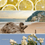 Coastal Lemon 11 oz Soy Candle - Hallelu Clothing Boutique
