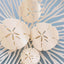 Sand Dollar | Medium | Flat Shape Hair Clip