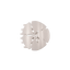 Sand Dollar | Medium | Flat Shape Hair Clip - Hallelu Clothing Boutique