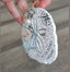 WB Sand Dollar Map Ornament - Hallelu Clothing Boutique